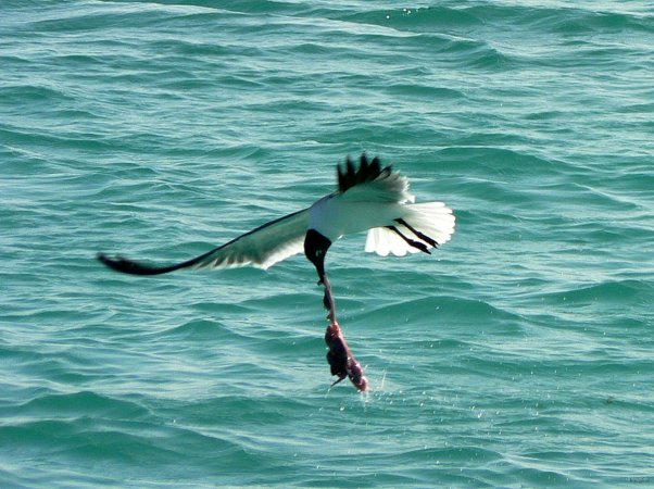 02- Les mouettes mangent nos restes 